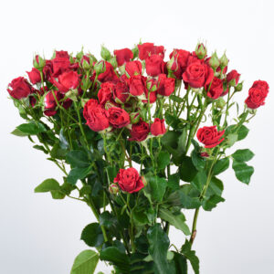 20 Red Baby Roses