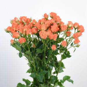 20 Orange Baby Roses
