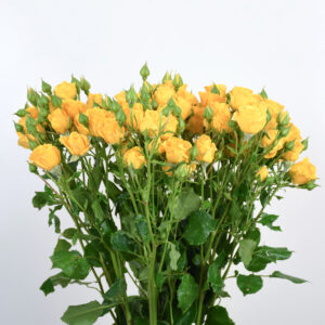 20 Yellow Baby Roses
