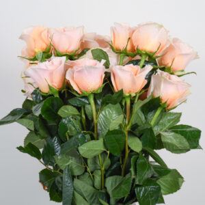20 Peach Roses