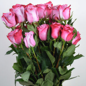 20 Pink Roses