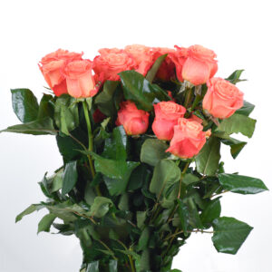 20 Orange Roses